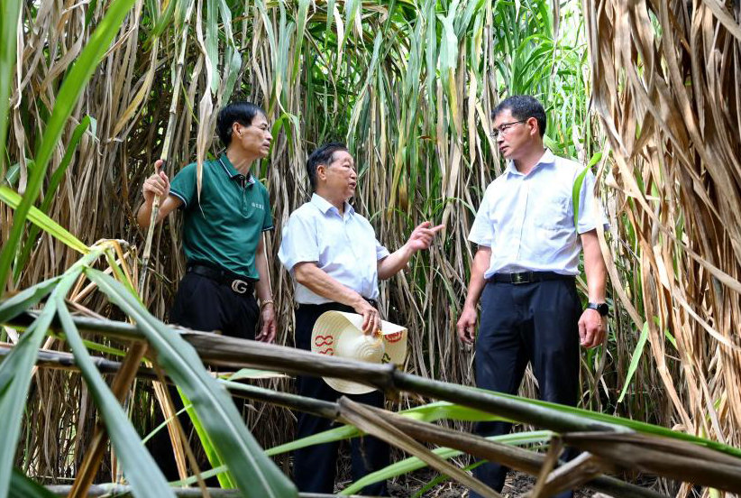 菌草技術發明人林占熺：種下一棵“幸福草”